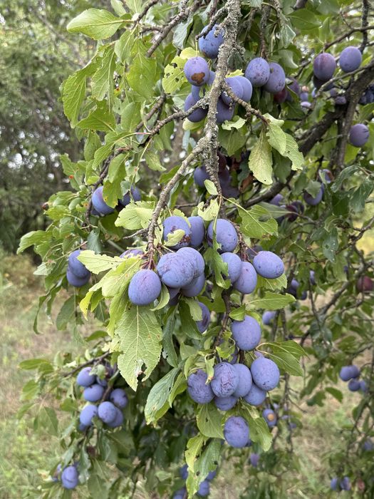 Prune grase bio 100%  pentru țuica