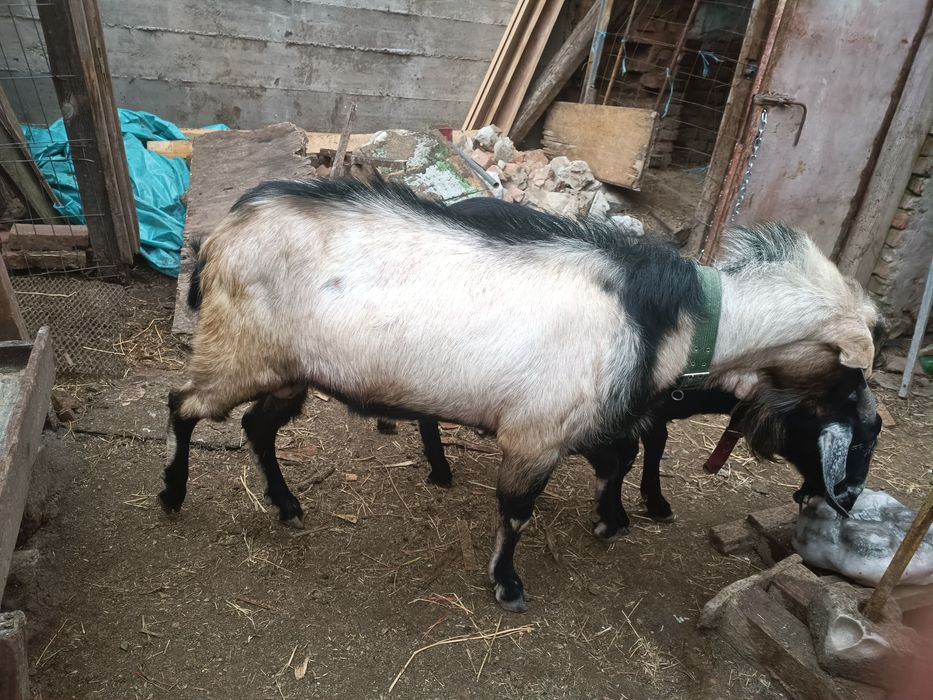 Vând Țap  anglonubian
