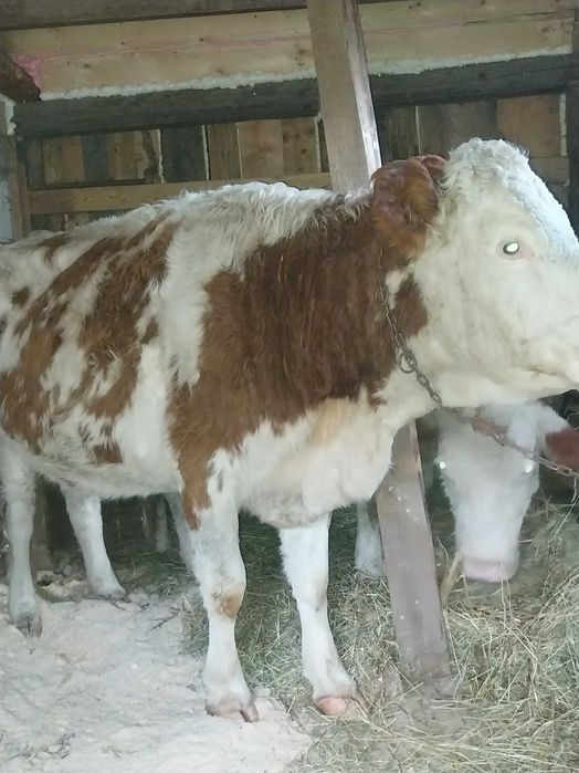 Vand sau schimb juninca la prima fatare gestanta in 4 luni