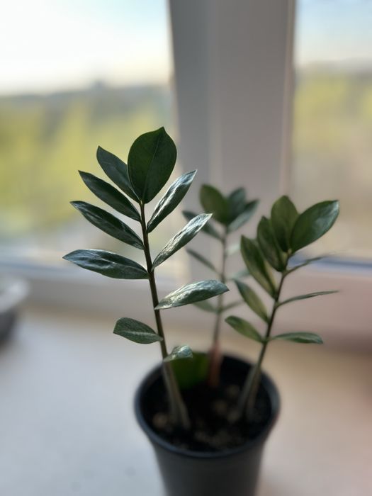 Комнатные цветы Замиокулькас