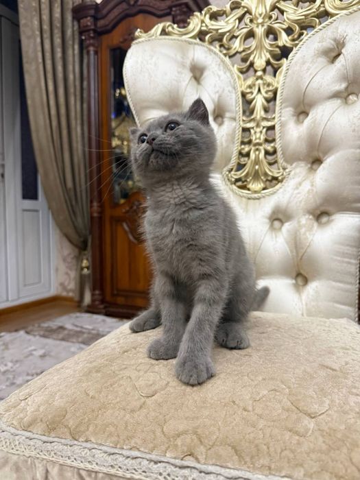 Скоттиш 3месяц, пародистый