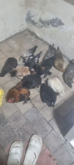 Yapon tovuq xoʻrozla sotiladi