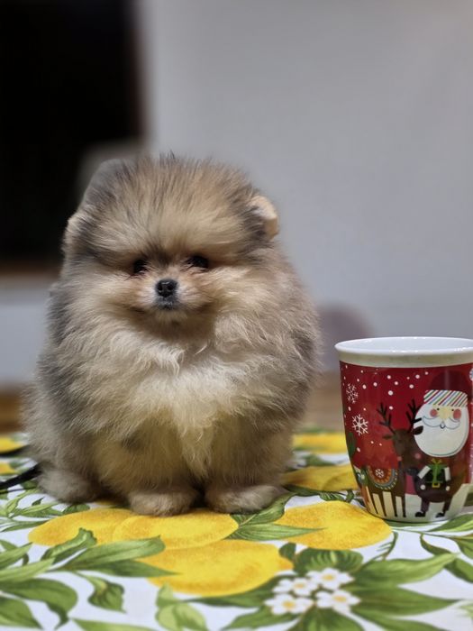 Померанче,мини момченце шоко тан мерле с необходимите ваксини !