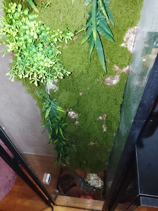 Gecko crested-correlophus cliliatus cu terariu