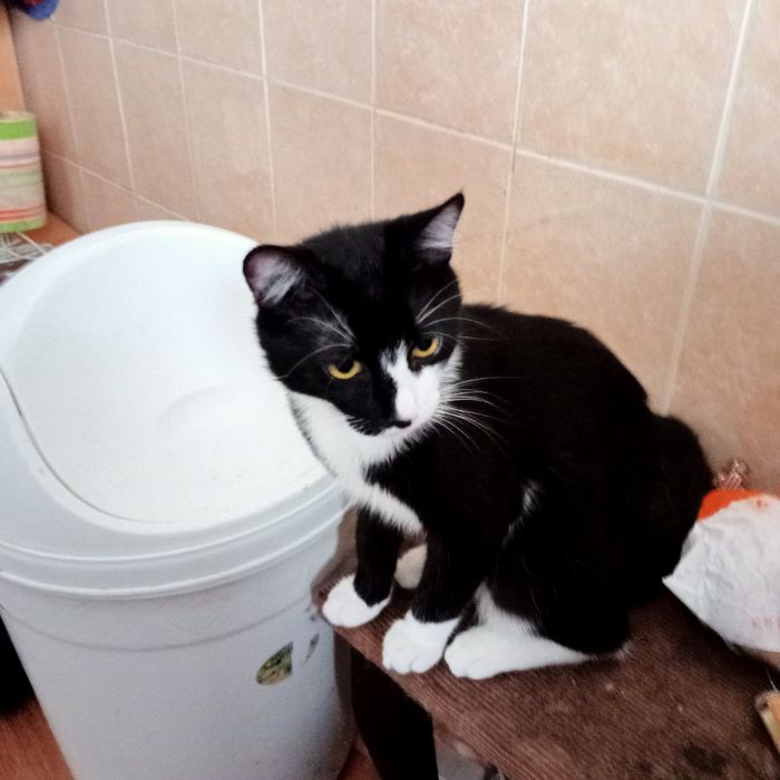 Dau spre adootie 3 pui de pisica
