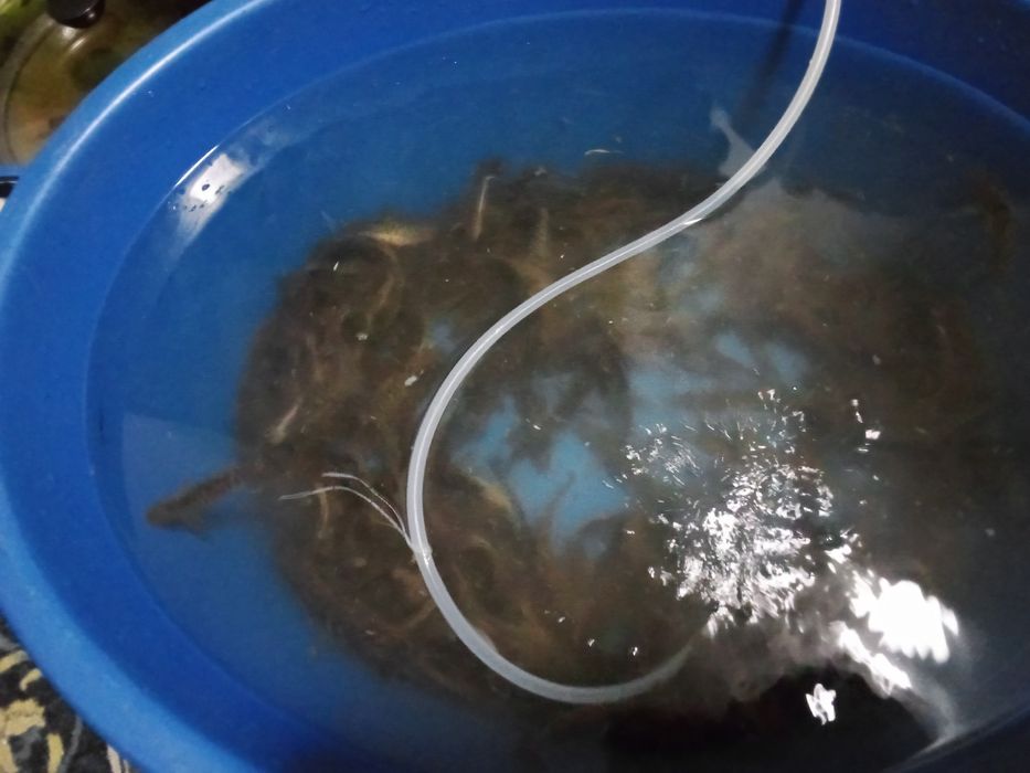 Живец чебак усач