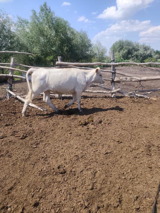 Продам Телку 1,5 года