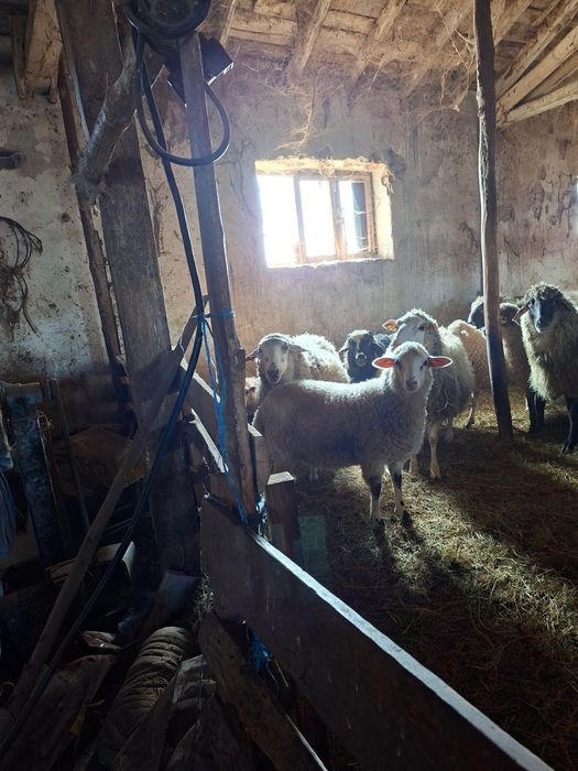Продавам заплодени овце