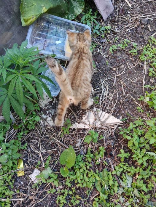 Котятам нужен дом! Срочно!