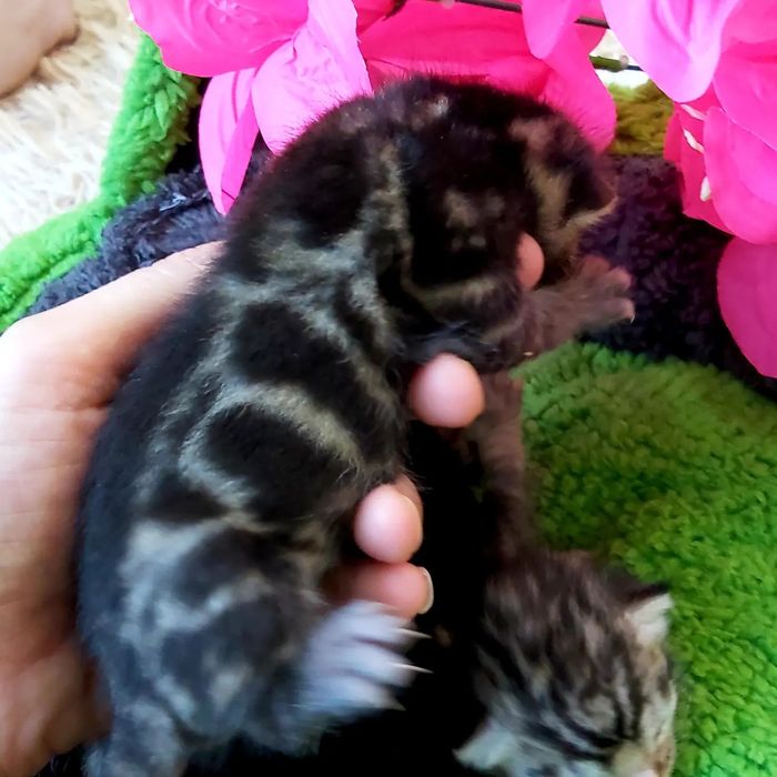 Бенгальские РОСКОШНЫЕ  Котята!