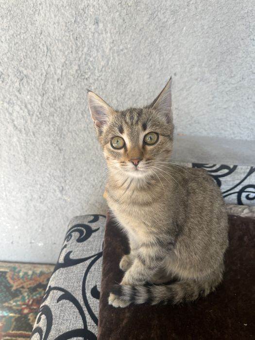 Котенок.