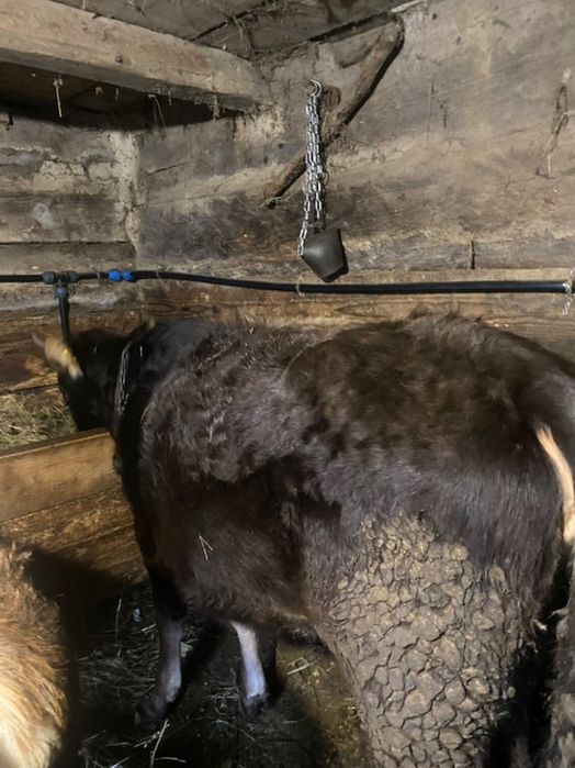 Vand giurinca un an jumate