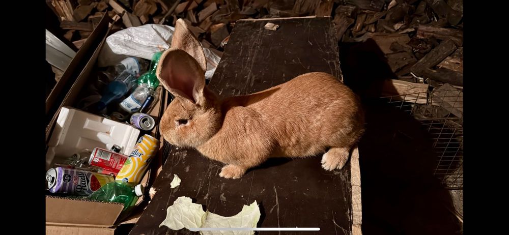 Vand femela tanara urias german galben