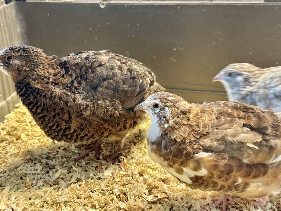 Oua incubat prepelite Celadon