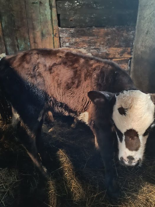 Продаю две телочки