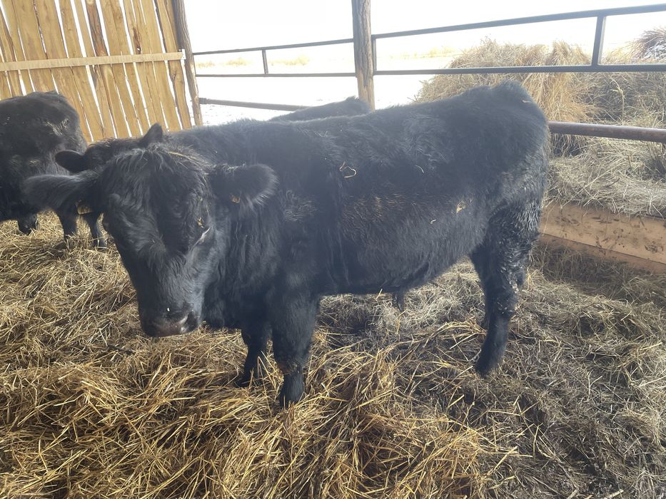 Tăurași Aberdeen Angus