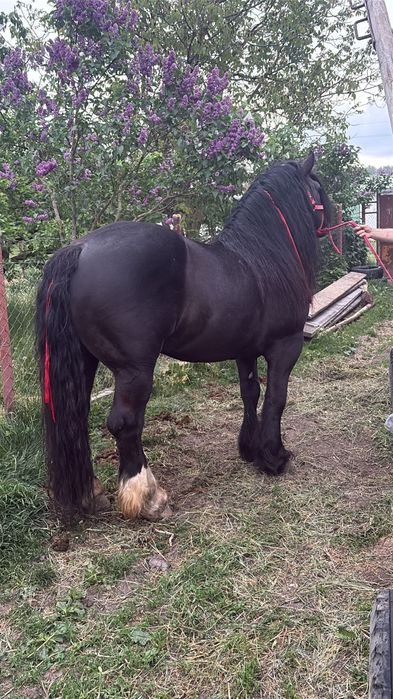 Vind armăsar singe rece unguresc