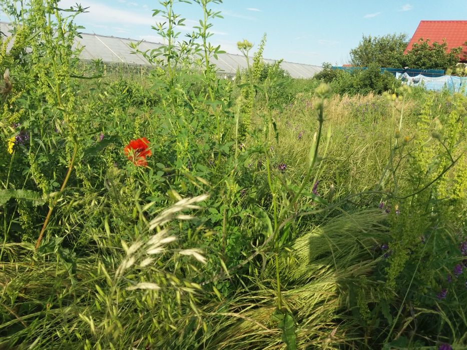 Teren de vânzare 400 mp  in Dobreni, lângă comuna Berceni