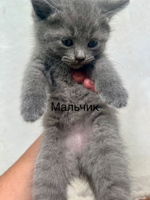 Продается котята