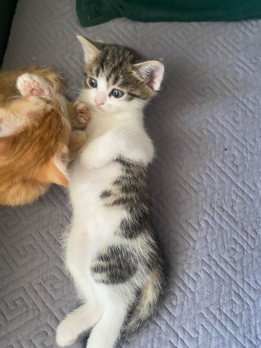 Отдам котика в добрые руки