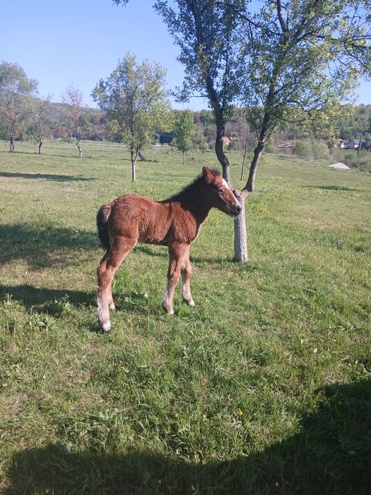 Vând iapa cu manz