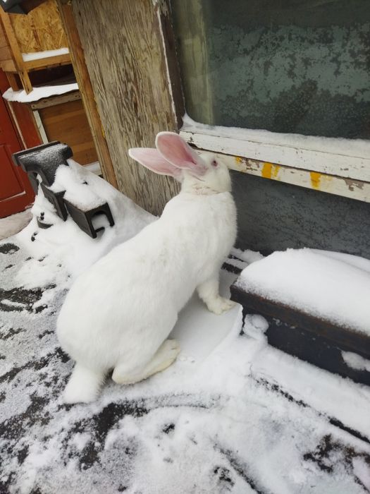 Продам молодого кролика