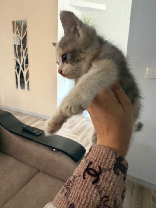 Отдам котенка в хорошие руки!