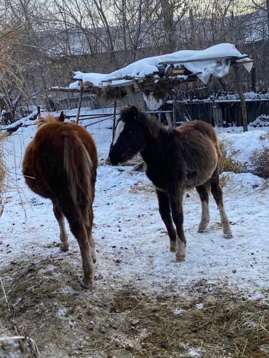 Полутяжики жеребята