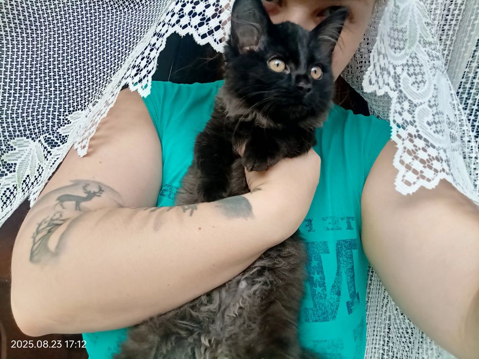 ПОТЕРЯЛАСЬ кошечка Баги