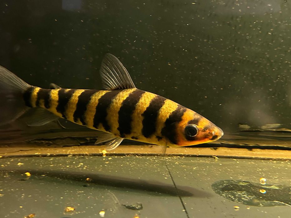 аквариумные рыбы