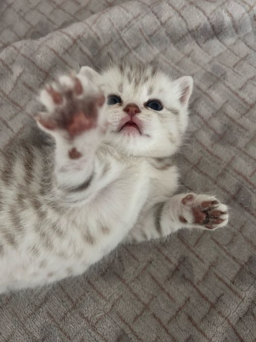 Продам породистых котят