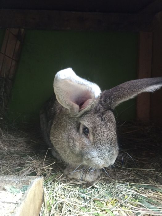 Продам кроликов 6000