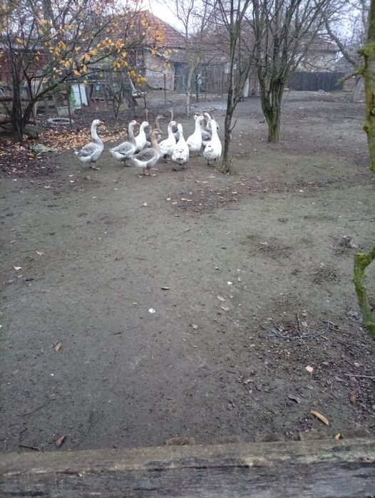 De vânzare gâște tinere