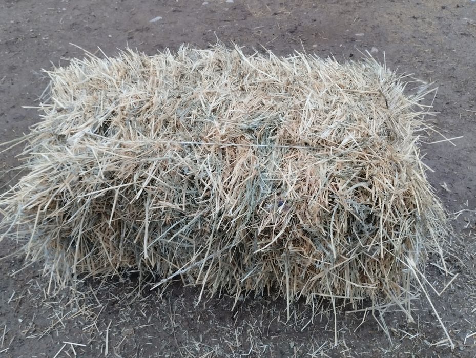 Пішен шөп сатылады