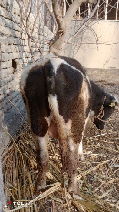 Zotli buqacha sotiladi