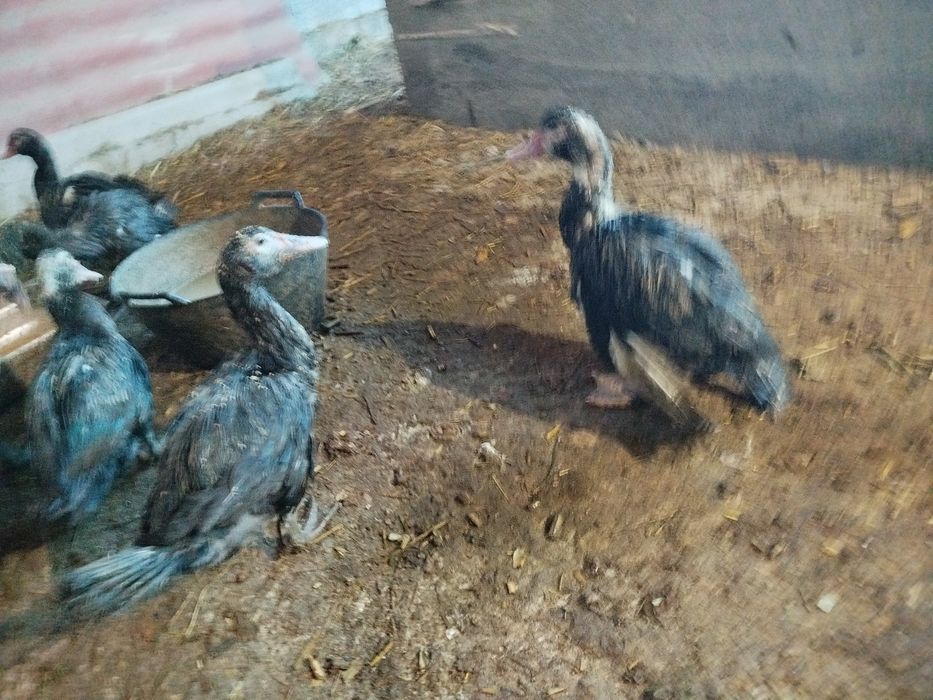 Урдак утка индийски