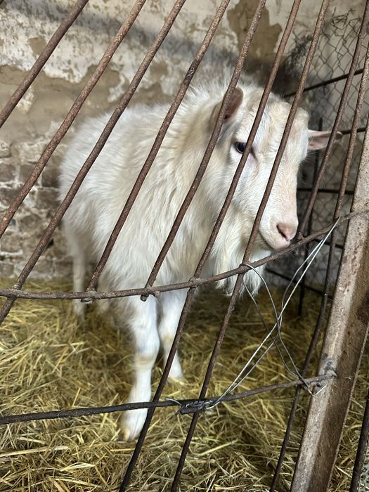 Продаются козы зааненские