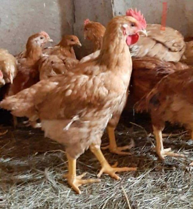 Pui rasă mixtă si pui alb .gaini