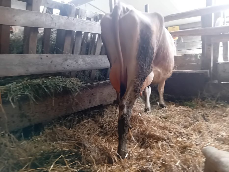 Vaca Jersey prima fatare