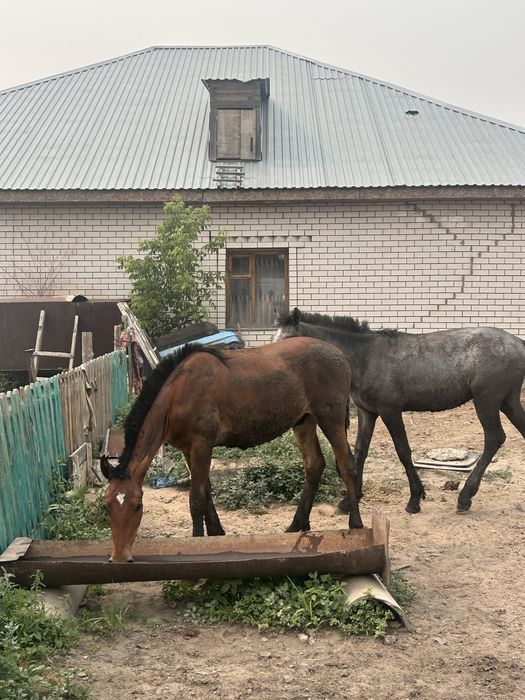 Семыз тай сатам лошади