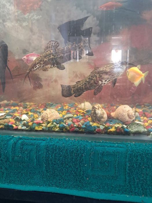 Продам два сомика Торакатума.