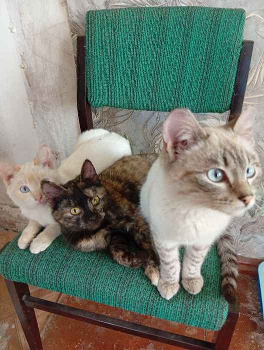 Отдадим котят в добрые руки.