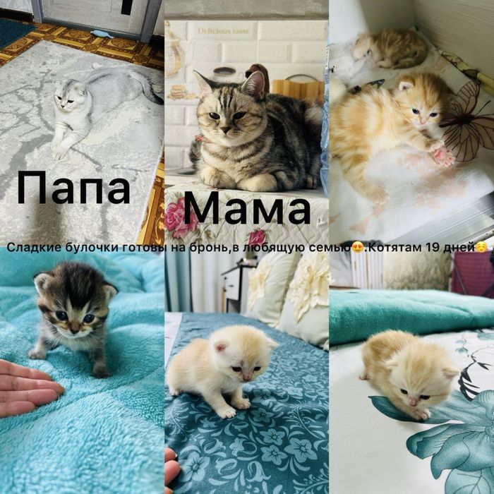 Шотланский котенок Скотиш страйт