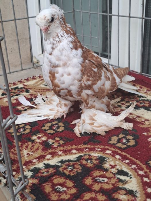 Голубка гульбадам молодая