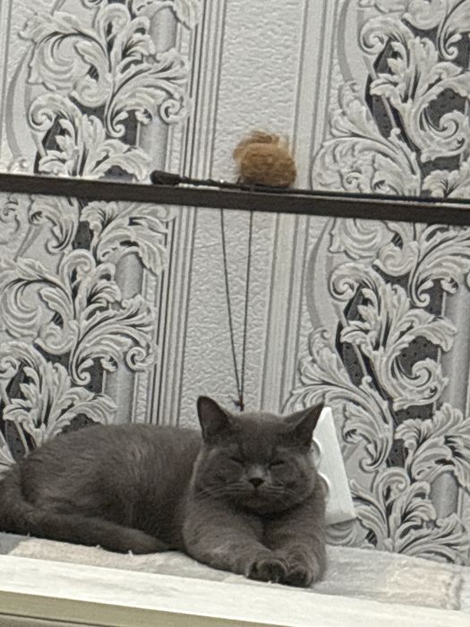 Мушукчалар сотилади