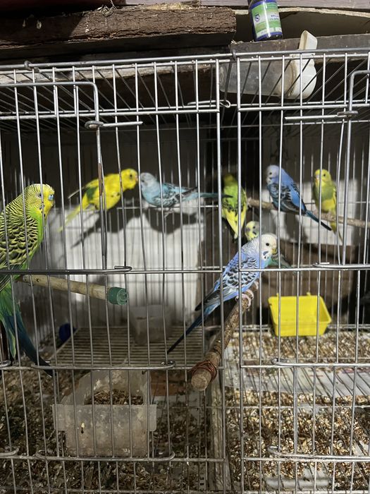 Продаются волнистые попугаи