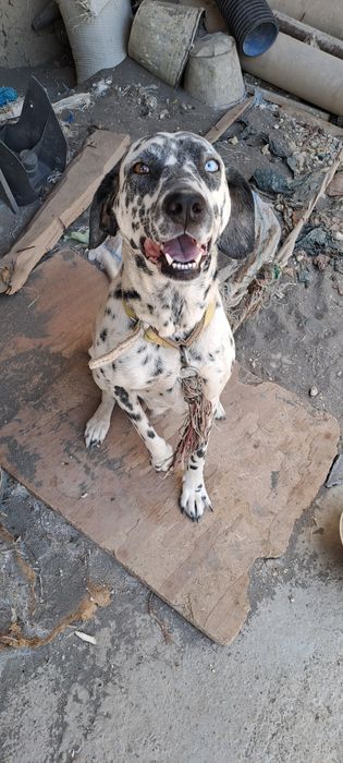 It sotiladi zotli Dalmatin