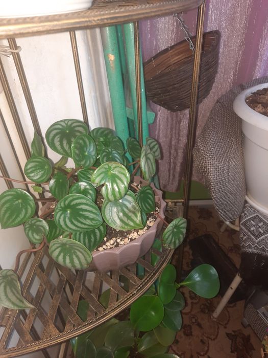 Срочно продам комнатные цветы