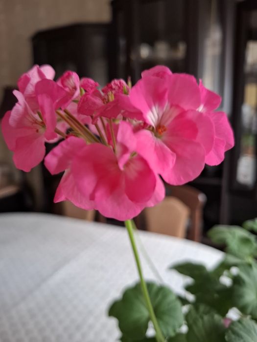 коланхое, Герань, бегония с доставкой