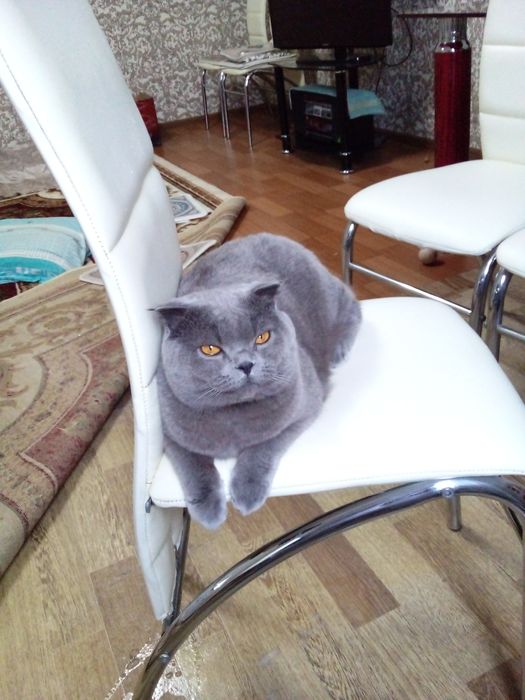 Продаётся катяти шотландские  веслоухие скоттиш фолд.